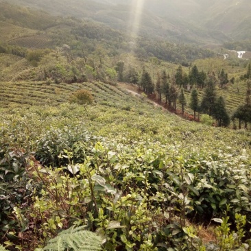 普洱茶