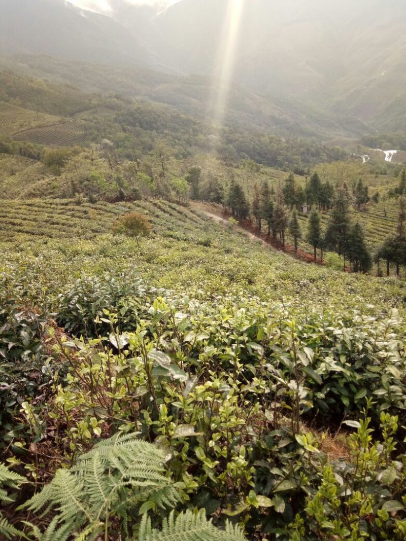 普洱茶