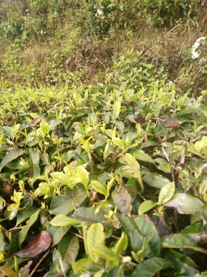 普洱茶
