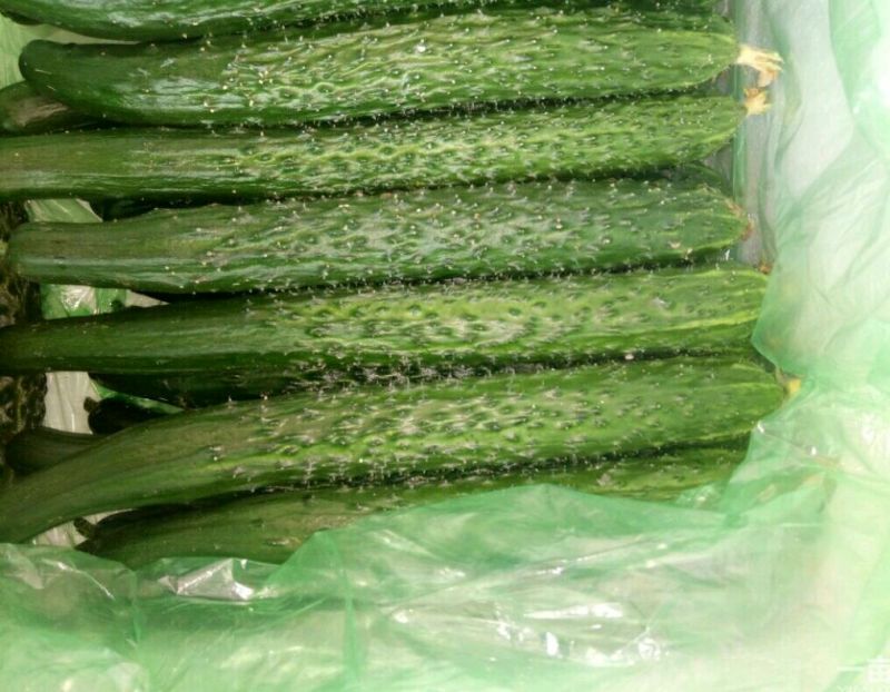 黄瓜鲜花带刺22~25公分，质量保障，常年代卖代购