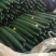 黄瓜鲜花带刺22~25公分，质量保障，常年代卖代购