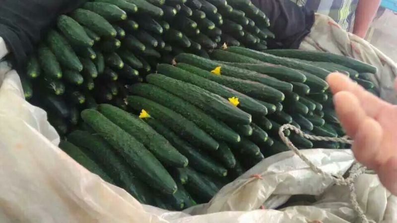 黄瓜鲜花带刺22~25公分，质量保障，常年代卖代购