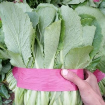 小白菜25~30cm各种级别都有大量现货
