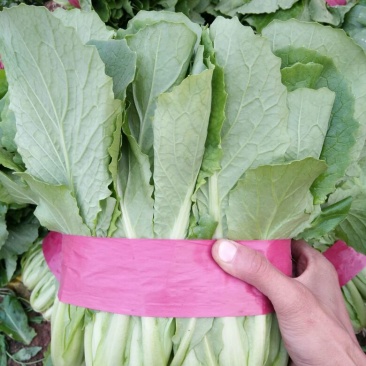 小白菜25~30cm各种级别都有大量现货