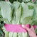 小白菜25~30cm各种级别都有大量现货