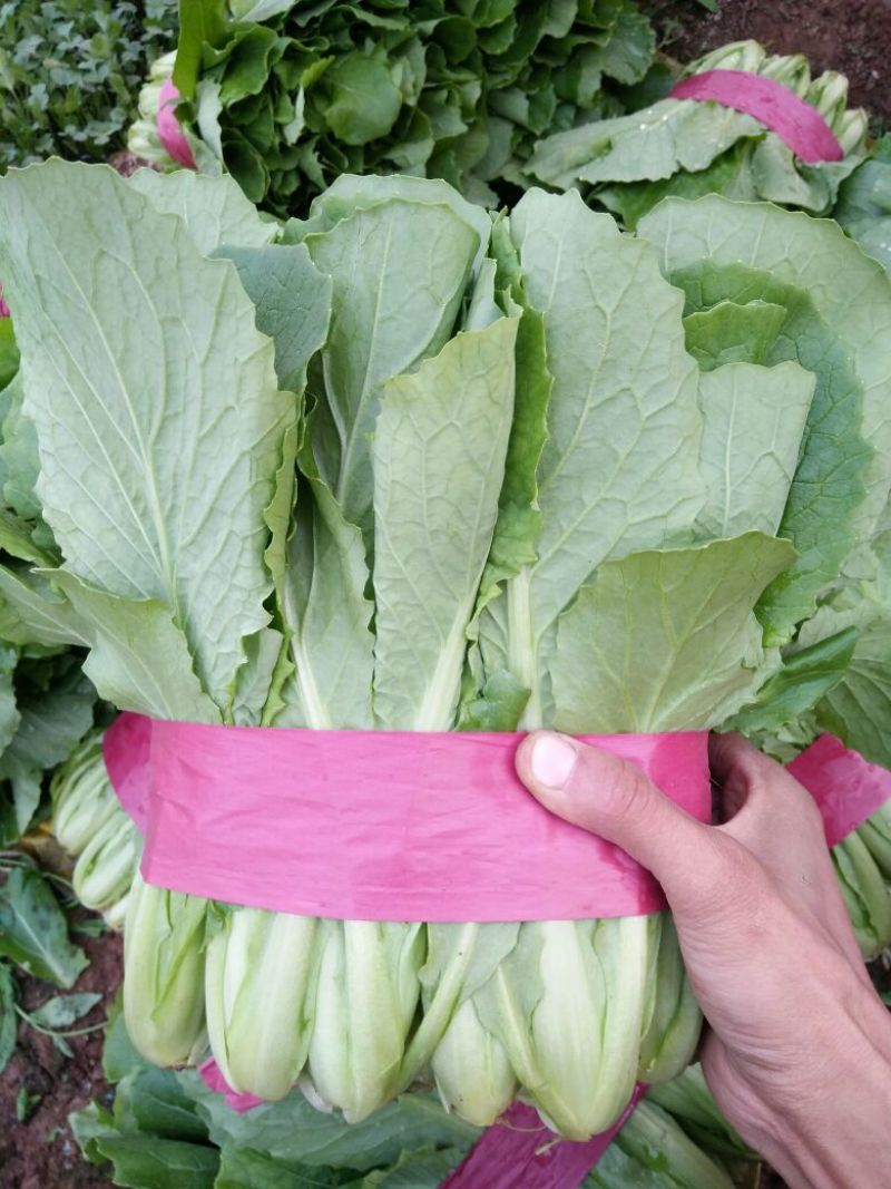 小白菜25~30cm各种级别都有大量现货