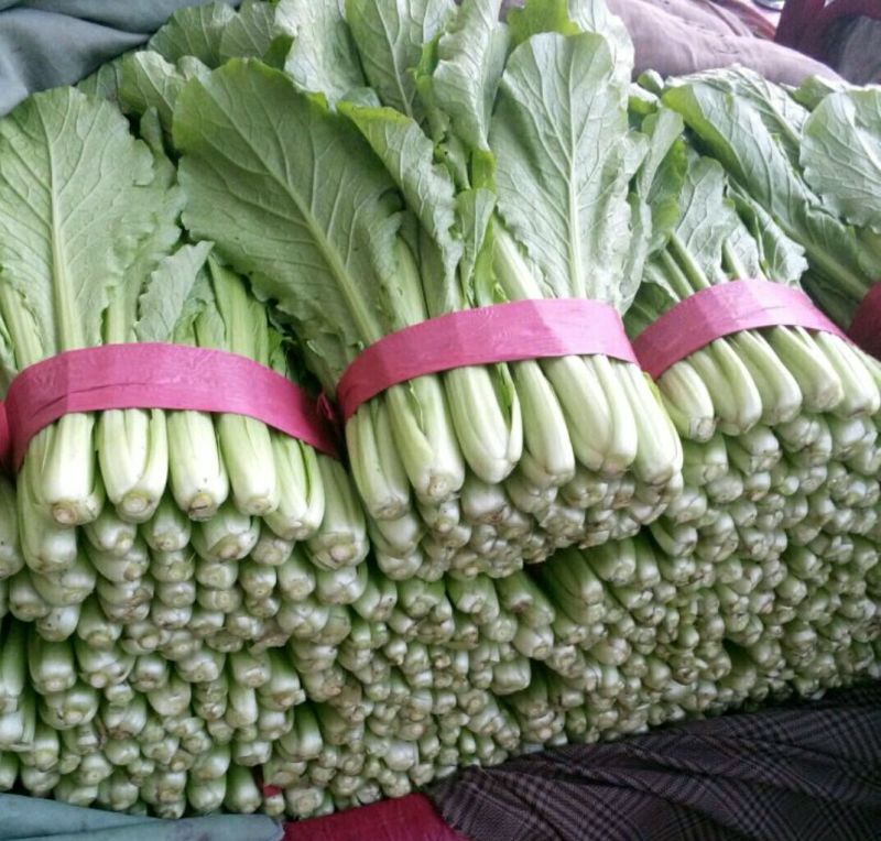 小白菜25~30cm各种级别都有大量现货