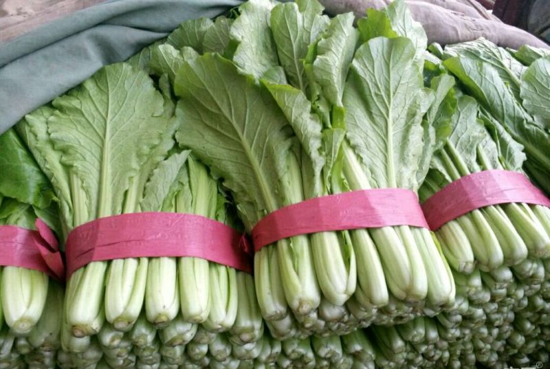 小白菜25~30cm各种级别都有大量现货