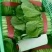小白菜25~30cm各种级别都有大量现货
