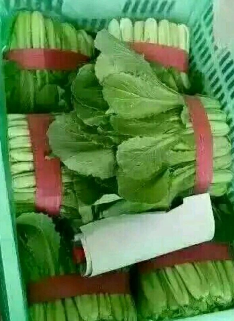 小白菜25~30cm各种级别都有大量现货
