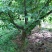 木瓜树171~200cm