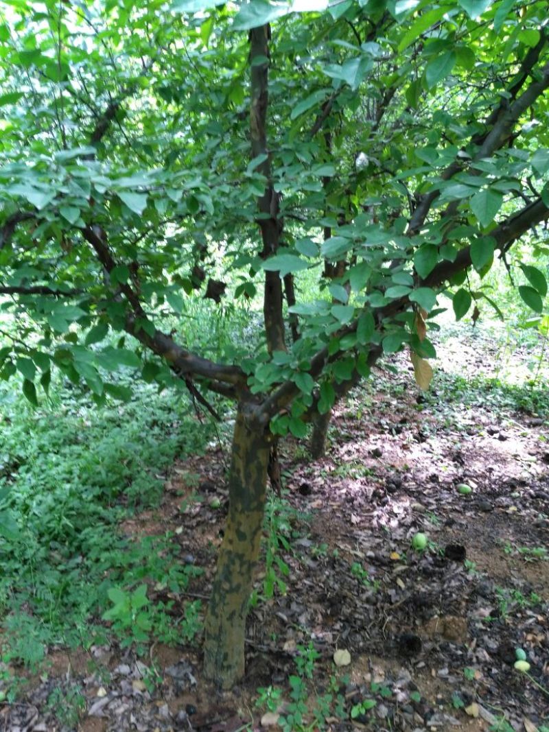 木瓜树171~200cm
