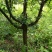 木瓜树171~200cm