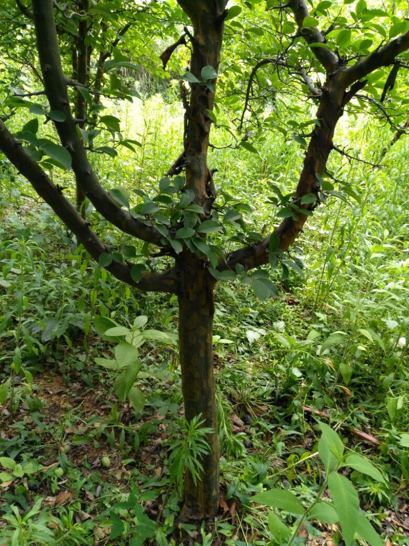 木瓜树171~200cm