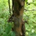 木瓜树171~200cm