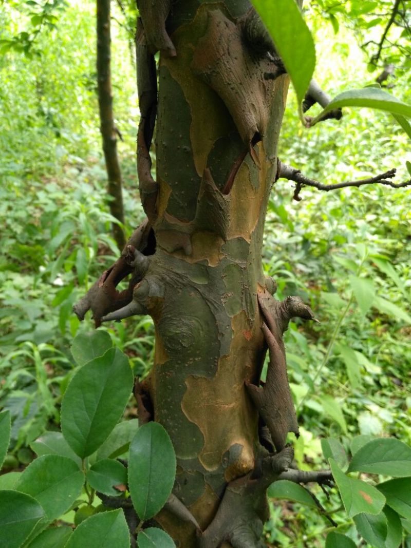 木瓜树171~200cm