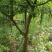 木瓜树171~200cm