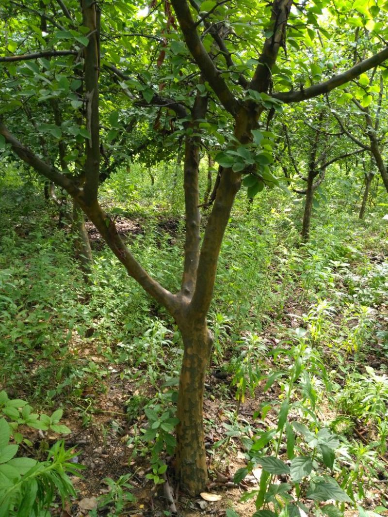 木瓜树171~200cm