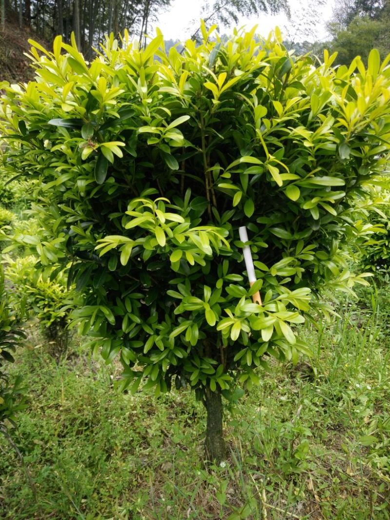 雀舌黄杨2~4cm4cm以下0.5~1米
