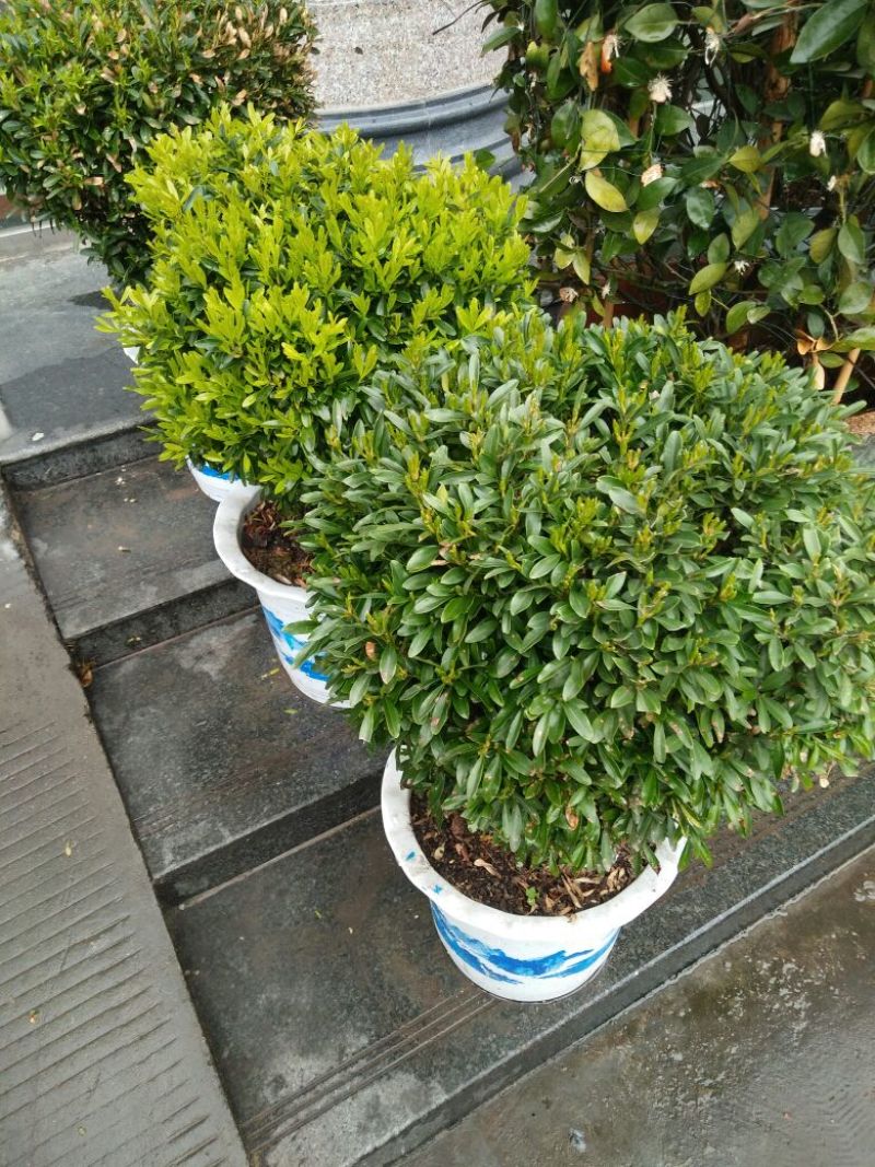 雀舌黄杨2~4cm4cm以下0.5~1米