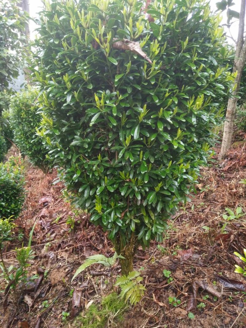 雀舌黄杨2~4cm4cm以下0.5~1米