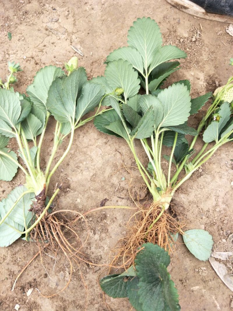 草莓苗10~20cm