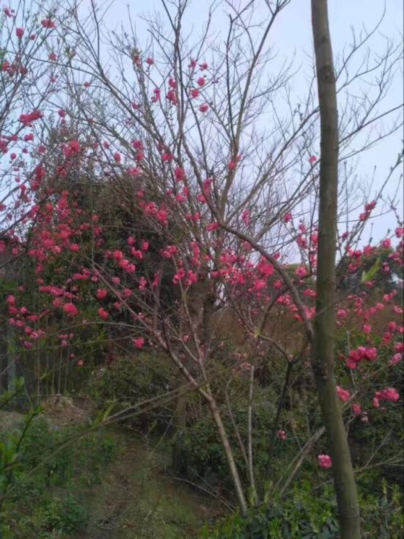红叶碧桃，红花碧桃，彩叶碧桃