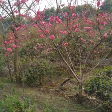 红叶碧桃，红花碧桃，彩叶碧桃