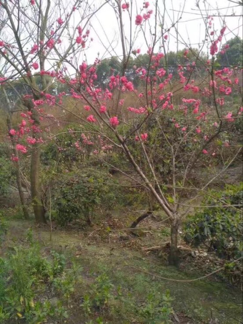红叶碧桃，红花碧桃，彩叶碧桃