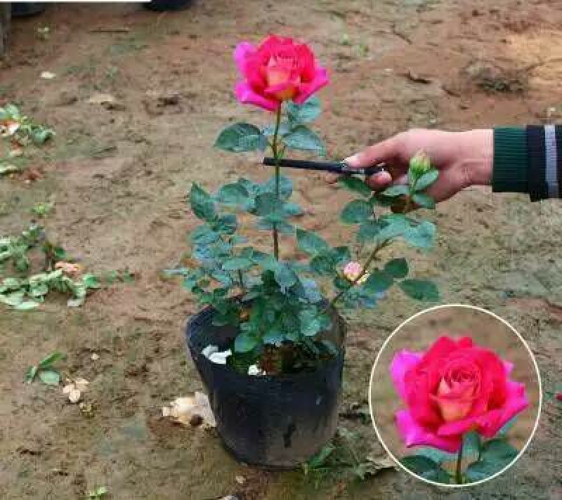 大花月季30~40cm