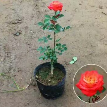 大花月季40~50cm