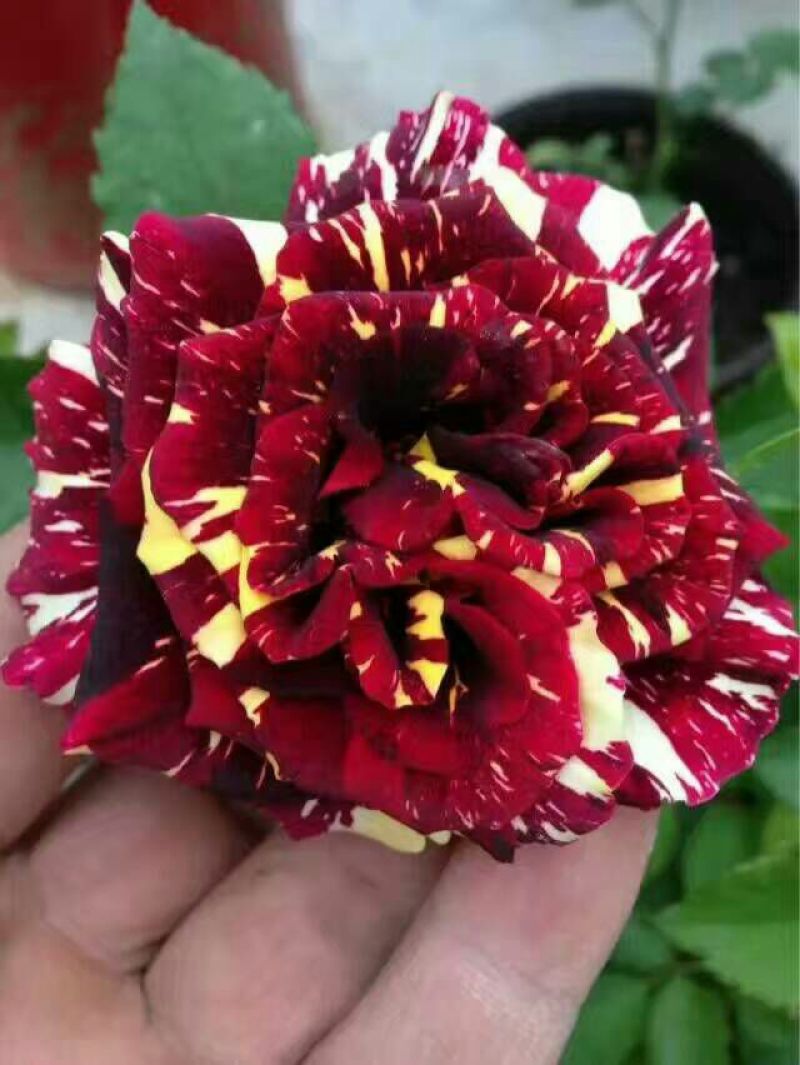 大花月季40~50cm