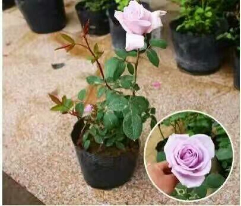 大花月季40~50cm
