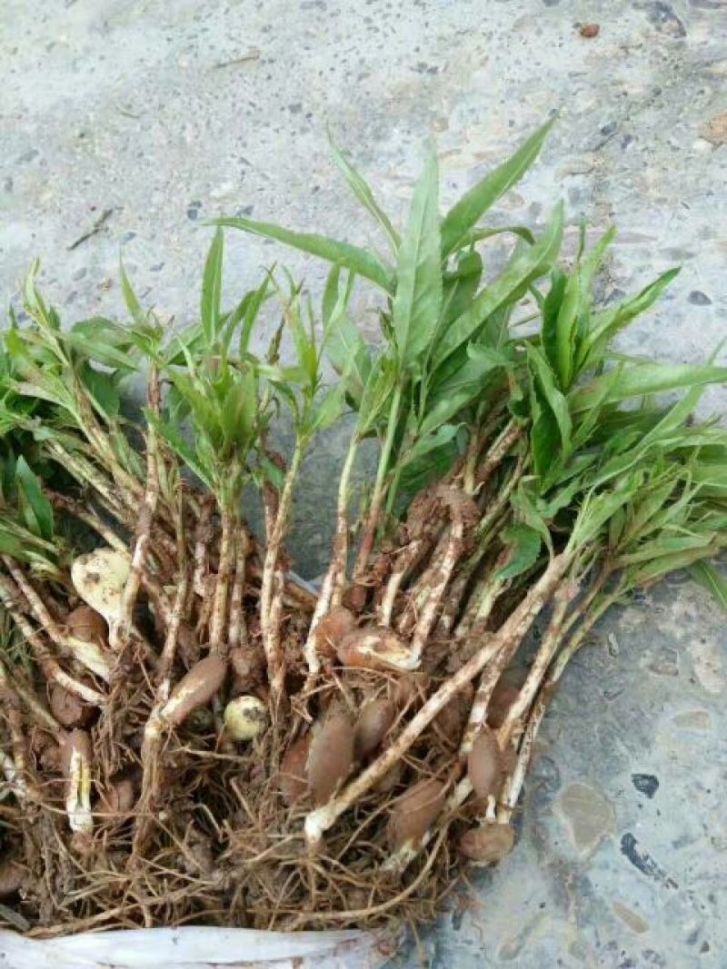 桃树苗桃芽幼苗，成活率百分之百