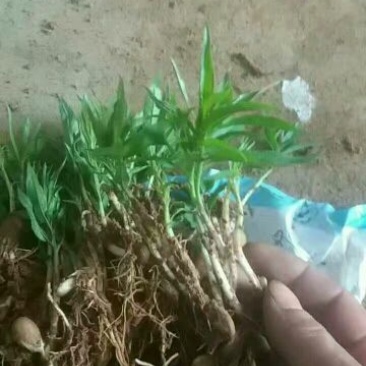 桃树苗桃芽幼苗，成活率百分之百