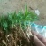 桃树苗桃芽幼苗，成活率百分之百