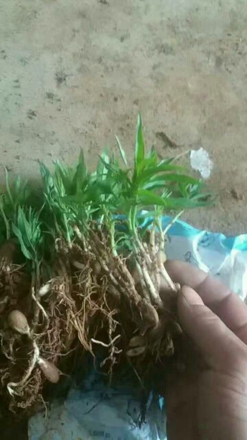 桃树苗桃芽幼苗，成活率百分之百