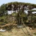 基地造型松大量供应8至20公分以上高2至8米