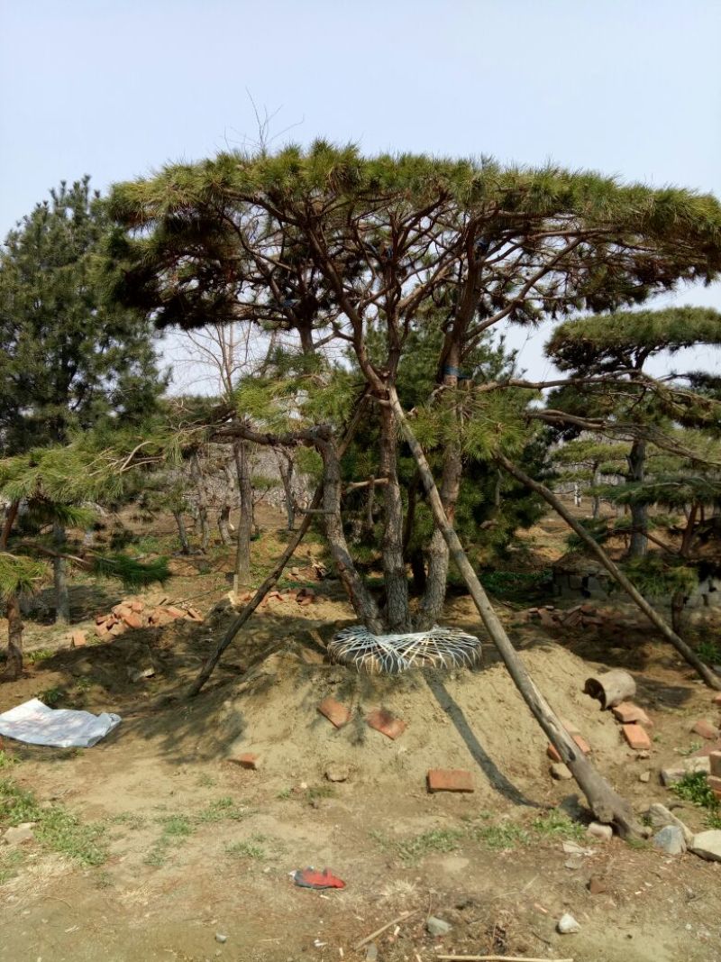 基地造型松大量供应8至20公分以上高2至8米