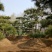 基地造型松大量供应8至20公分以上高2至8米