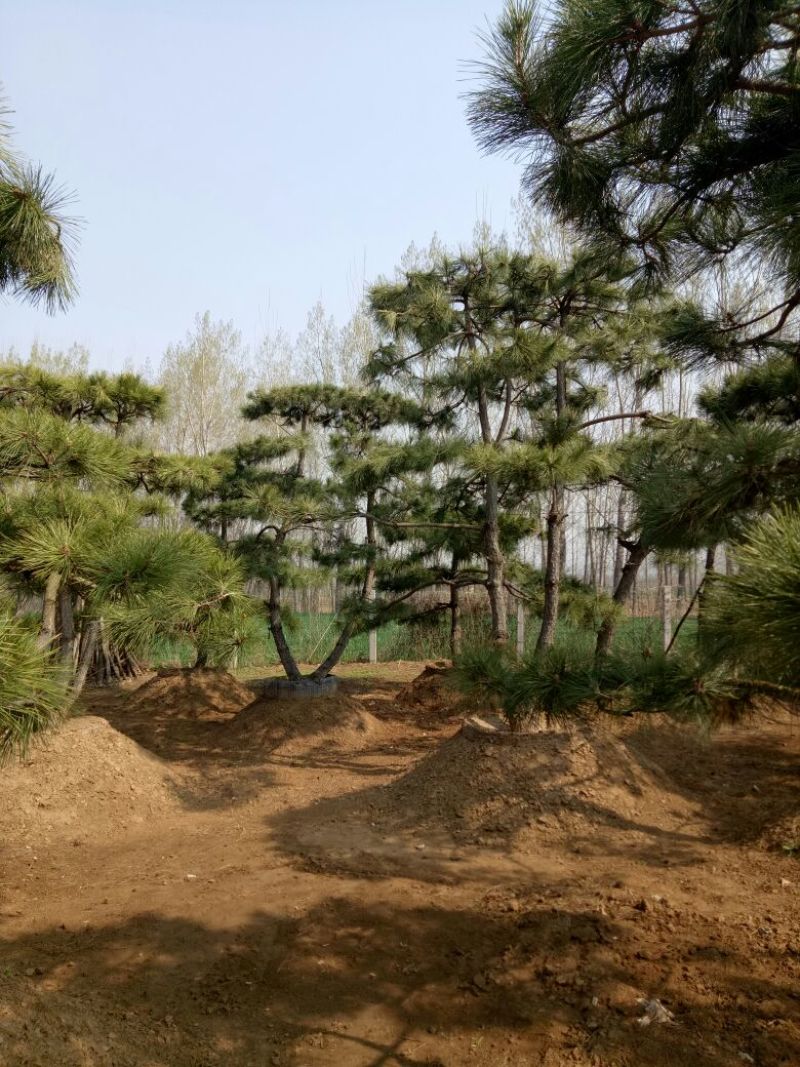 基地造型松大量供应8至20公分以上高2至8米