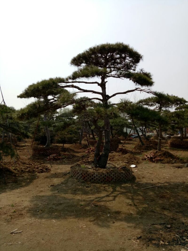 基地造型松大量供应8至20公分以上高2至8米