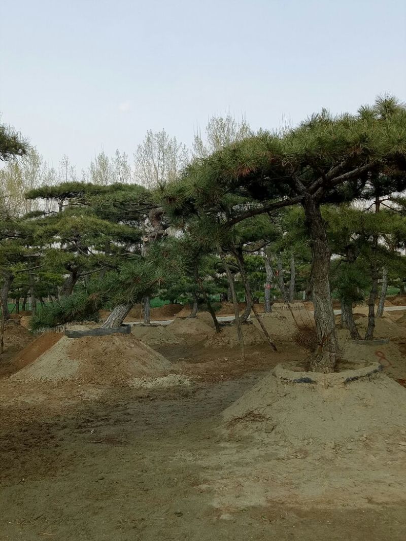 基地造型松大量供应8至20公分以上高2至8米
