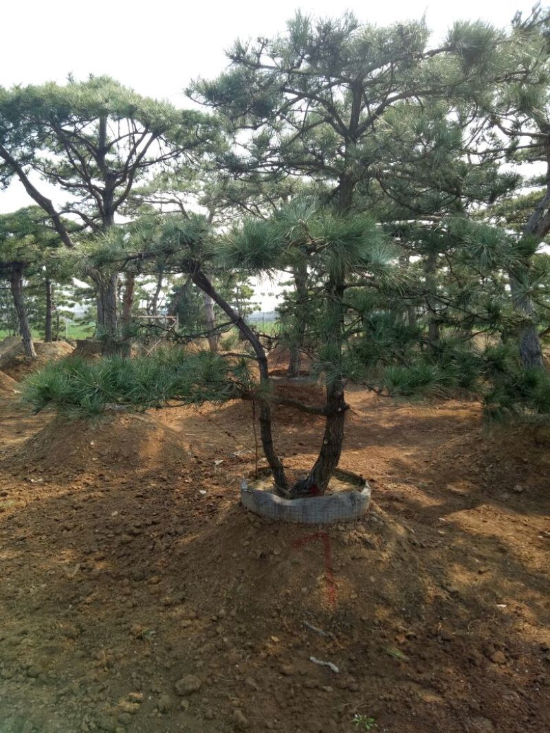 基地造型松大量供应8至20公分以上高2至8米