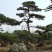 基地造型松大量供应8至20公分以上高2至8米