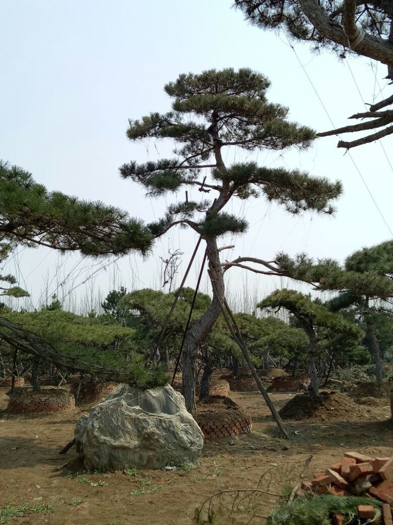 基地造型松大量供应8至20公分以上高2至8米