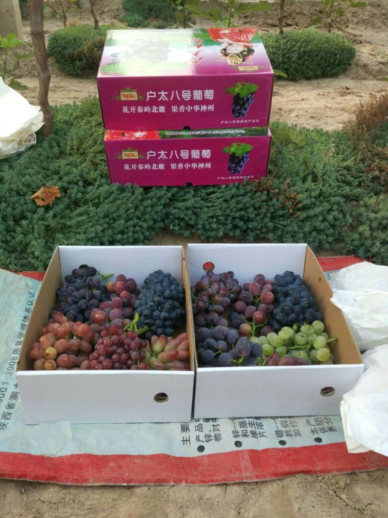 葡萄5%以下0.8~1斤