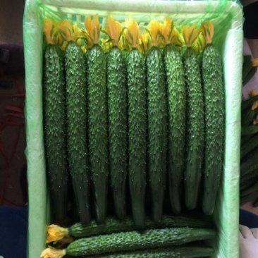 密刺黄瓜，顶花带刺，