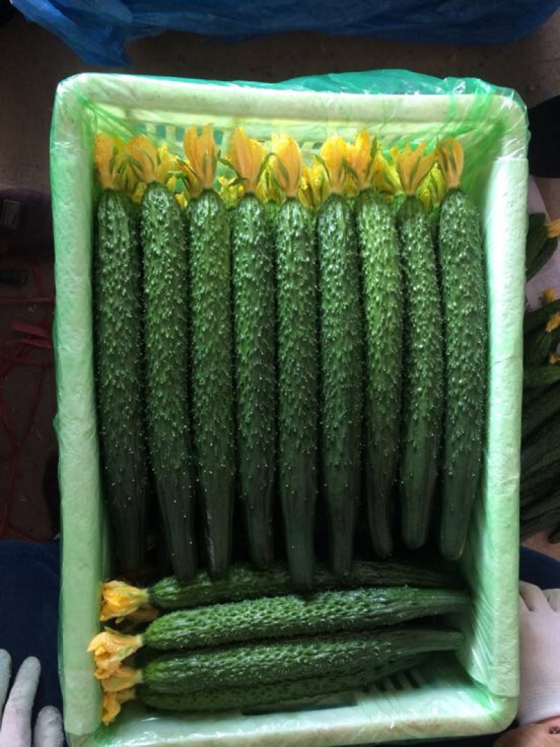 密刺黄瓜，顶花带刺，