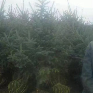 云杉2米(清地处理)，甘肃云杉(清地处理)，云杉(清地)